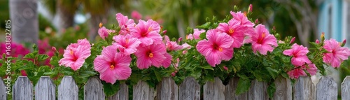 Hibiscus fence with giant planter concept. Beautiful pink flowers blooming by a white wooden fence.