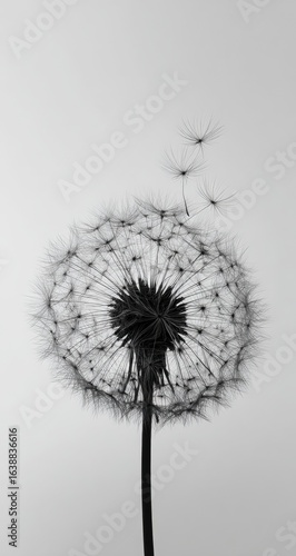 Close-up monochrome dandelion seed head, light gray background.  Seed fluff drifts away