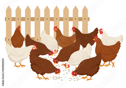 Flock of Brown and White Chickens Pecking at Feed near Wooden Fence.