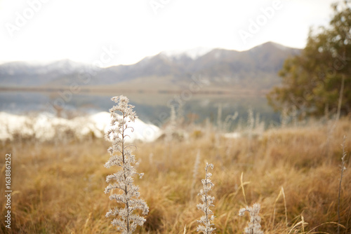 Wintery landscape, New Zealand Lake front