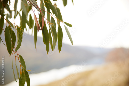 Wallpaper Mural Gum tree leaf eucalyptus over mountains backdrop with soft focus  Torontodigital.ca