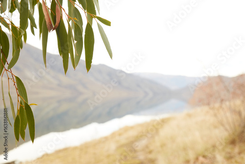 Gum tree leaf eucalyptus over mountains backdrop with soft focus 