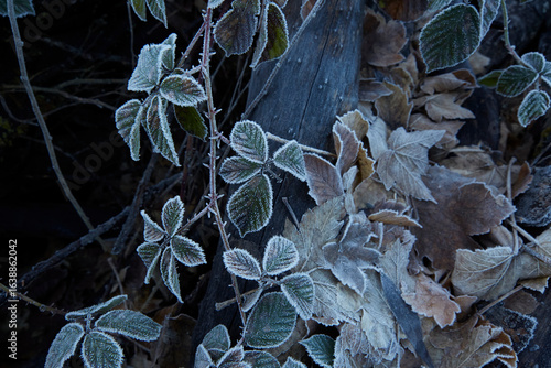 frosty leaf in woodland, berry raspberry wild berry edible blackberry