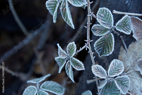 Winter frost