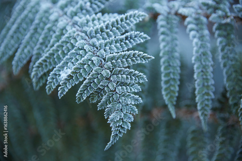 Wallpaper Mural Winter frost on fern plant Torontodigital.ca