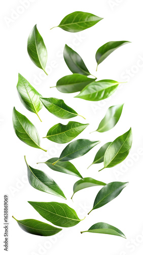 Flying Fresh Green Curry Leaves with Natural Texture and Herbal Aroma isolated on transparent white background, clipping path