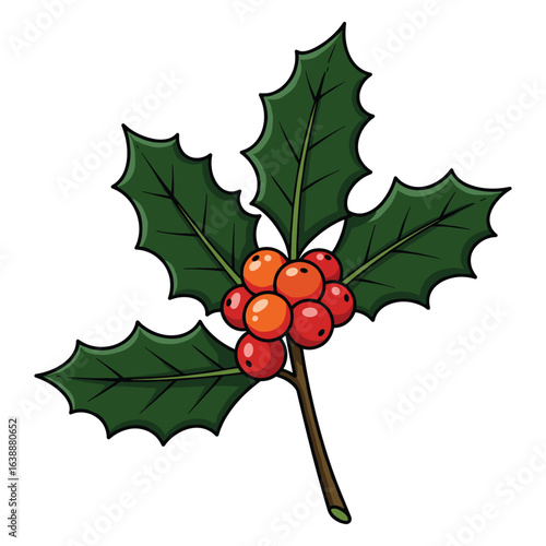 Detailed drawing of holly branch with red berries and green leaves – stock vector flat illustration