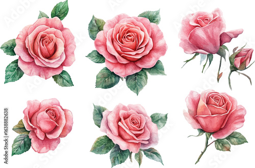Romantic Pink Rose Flowers