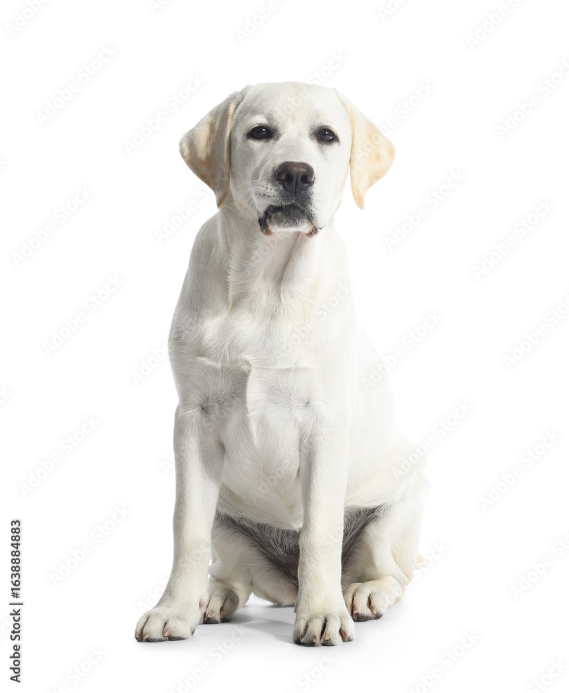 Cute Labrador retriever puppy on white background Cute Labrador retriever puppy on white background