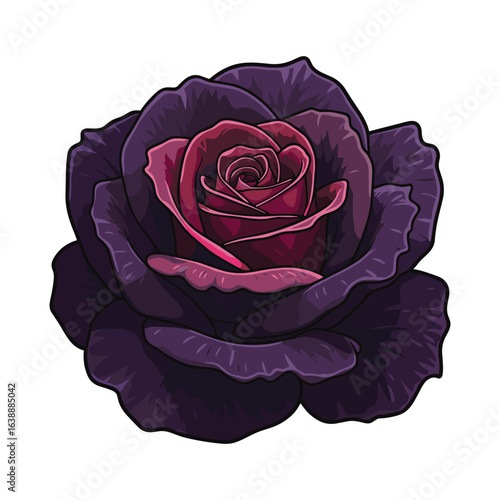 Vibrant dark purple rose with red center blooming in detailed close-up illustration – stock vector flat illustration