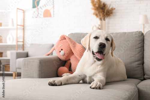 Cute Labrador retriever pup...