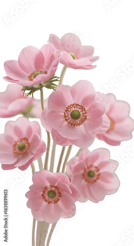 Realistic Photo of Delicate Pink Anemone Flowers Isolated on Black Background