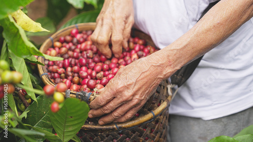 Tableau sur toile close-up, traditional basket full of harvested ripe red robusta, coffea canephor