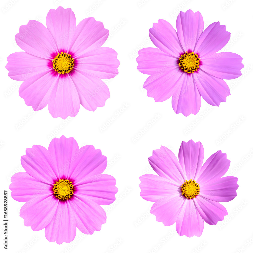 Vibrant pink cosmos flowers with bright yellow centers isolated on a pure white background ideal for natural beauty floral design and garden blossom concepts Vibrant pink cosmos flowers with bright yellow centers isolated on a pure white background ideal for natural beauty floral design and garden blossom concepts