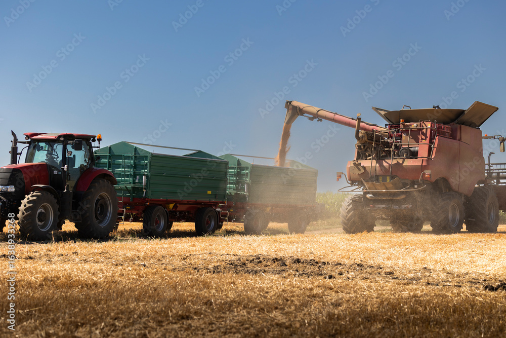 Fototapeta premium Modern harvester loading off wheat on tractor trailers.