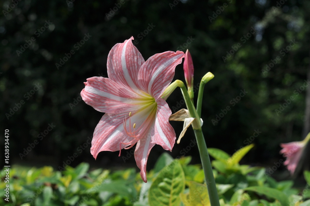 Fototapeta premium Pink lily. A pink and white flower with a green stem. The flower is in a field of green plants