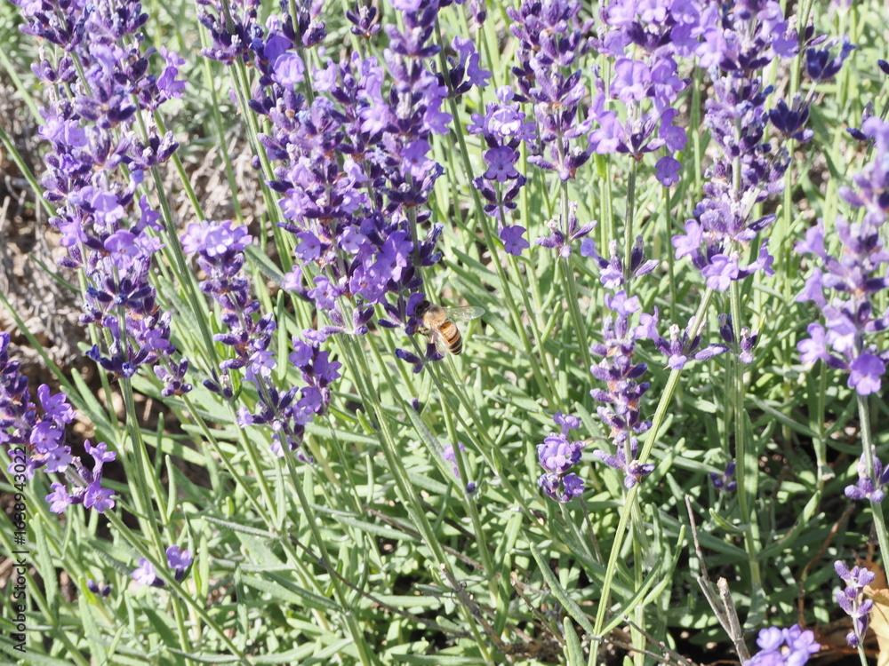 Naklejka premium ラベンダーの花とミツバチ