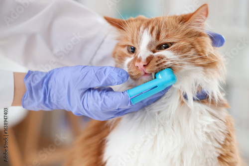 Veterinarian brushing cute ...