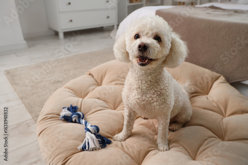 Cute poodle dog with toy si...