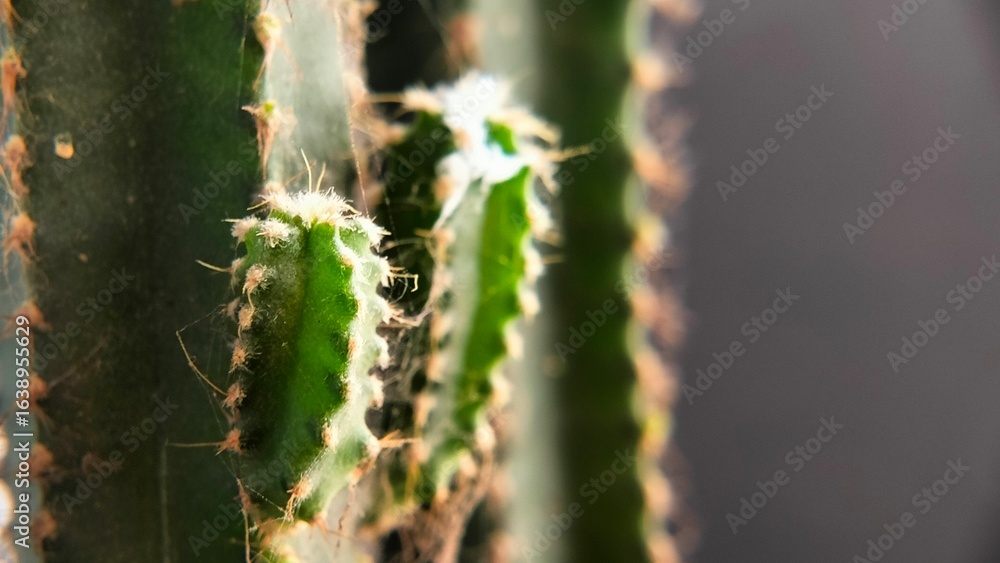 Naklejka premium Close-up texture of a small green cactus with sharp spines, showing detailed patterns and natural color, perfect for backgrounds, nature, and botanical concepts.