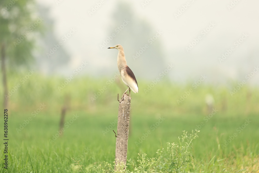 Obraz premium bird in the grass