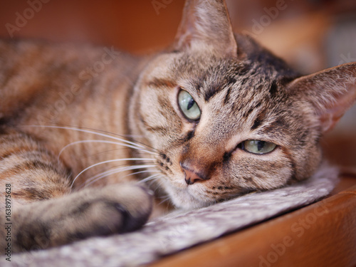 Close-Up of Relaxed Brown Cat Lounging and Looking This Way