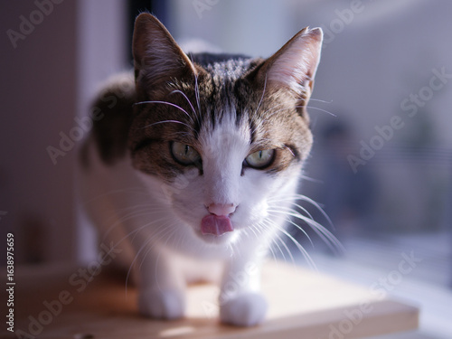 Brown and White Cat Licking Its Lips While Looking This Way