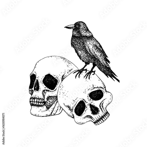 Black raven sit on human skulls. Graphics illustration with white background. Hand drawn vector in Gothic style for Halloween, Day of the Dead. Crow for packaging, postcard, holiday decor, textile