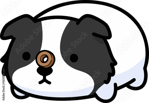 Border Collie Balancing a Treat - Smart Dog