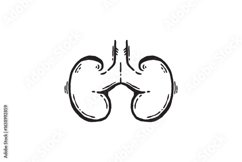 Hand drawn Human Kidneys Organ icon vector sketch illustration