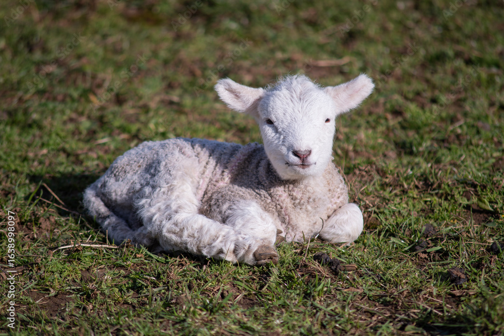 Obraz premium Newborn lamb resting on fresh spring grass in sunlight, New Zealand