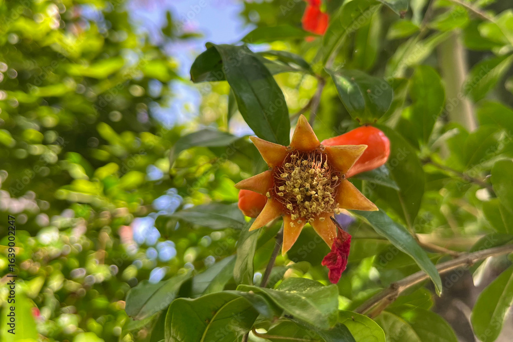 Obraz premium Grenadier en fleurs