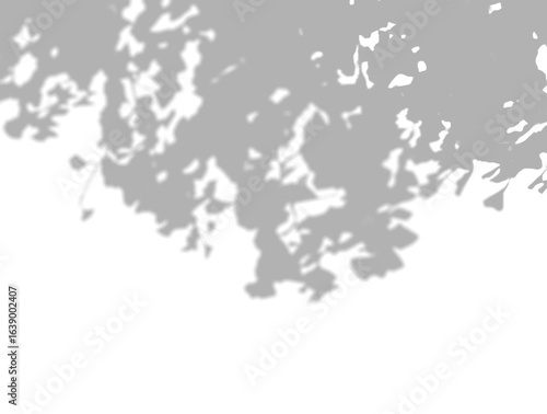 Ginkgo Biloba Leaf Shadow