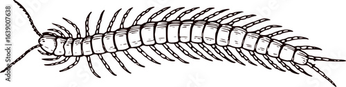 vector illustration of a Centipede on white. detailed centipede vector illustration. Centipede Coiled for Protection. Vector of a centipede with its body spiraled and legs