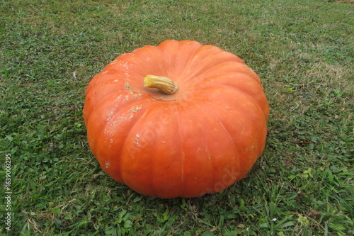 Potiron rouge d'Étampes