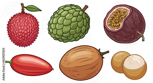 Tropical Exotic Fruits Illustration - Lychee, Cherimoya, Passion Fruit, Tamarillo, Sapodilla, Longan