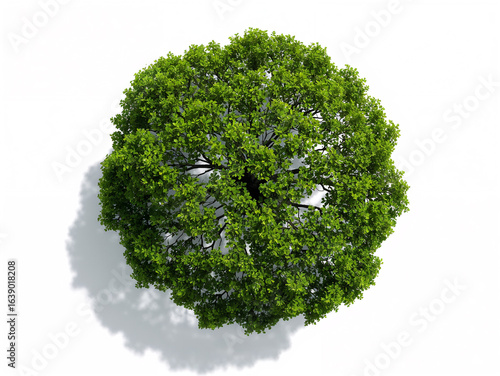 Lush green tree with detailed foliage and shadow leaves branches