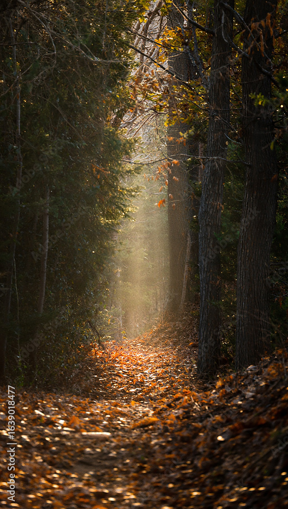 Fototapeta premium Sunlit Path Through Autumnal Woods Invites Contemplation and Tranquility