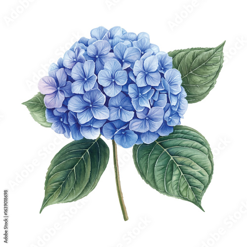 Blue Hydrangea Flower Vector Illustration with Green Leaves on Transparent