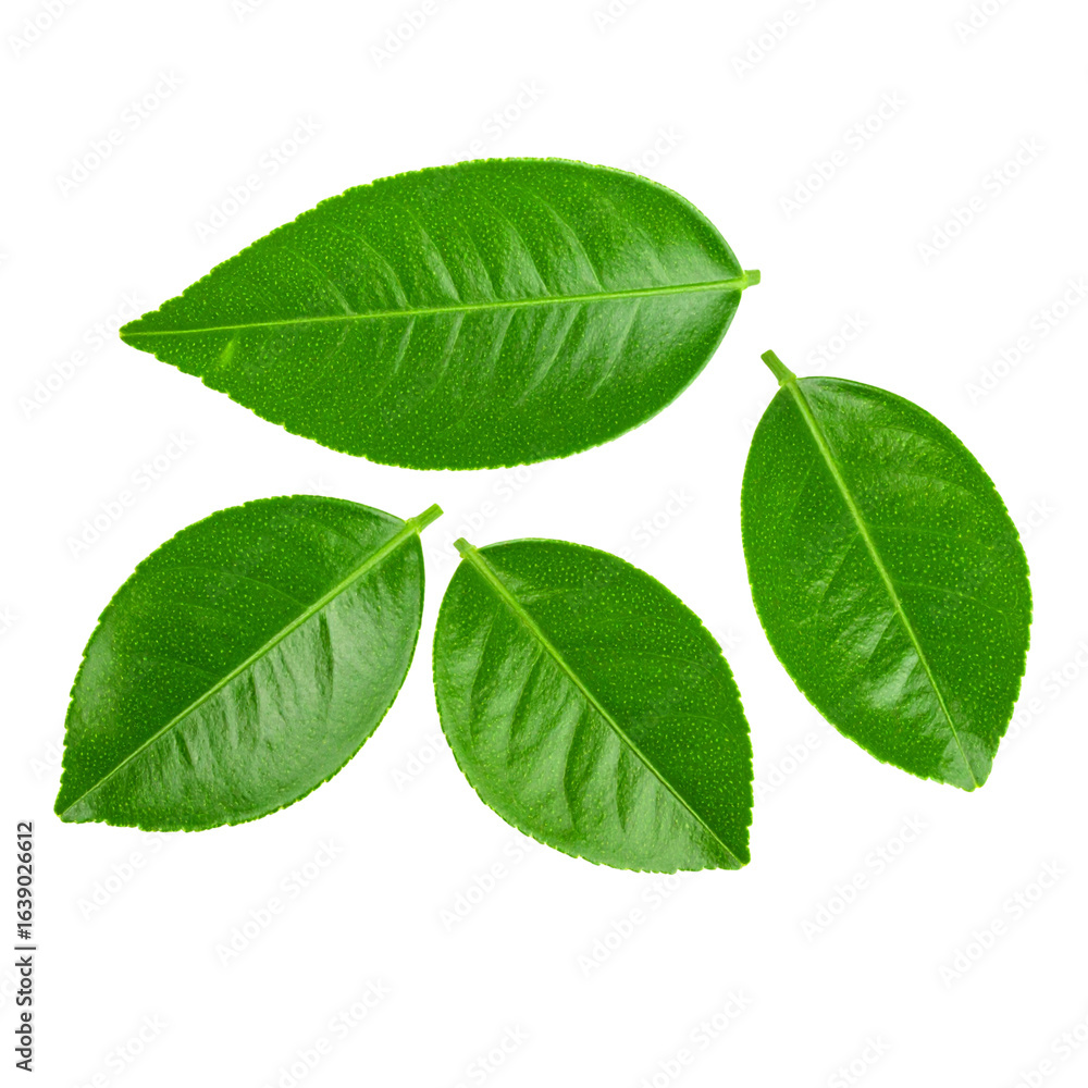 Obraz premium realistic fresh green lemon leaves isolated on transparent or white background