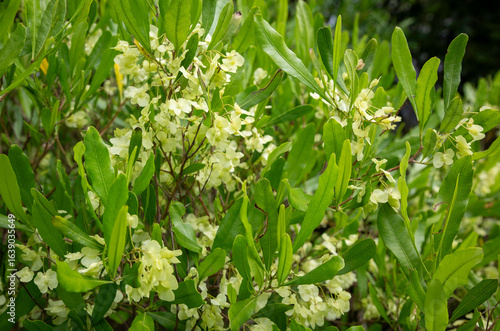Dodonaea viscosa, ake ake, or hop bush, native plant of New Zealand, has papery white flowers in summer