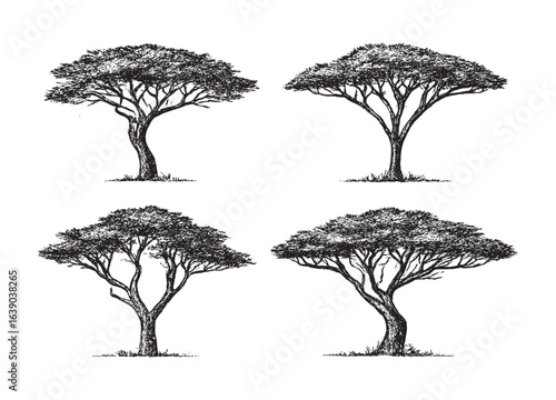 Vintage hand-drawn sketch of acacia trees with detailed branches and canopy.