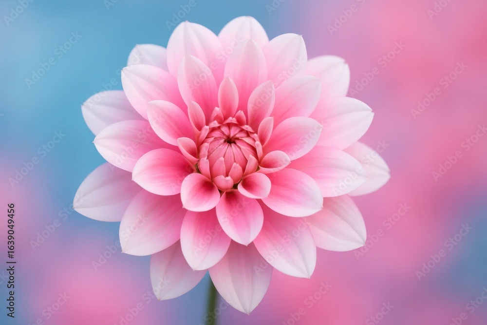 Fototapeta premium A delicate pink dahlia stands out against a blurred backdrop of soft pinks and blues, symbolizing beauty and tranquility