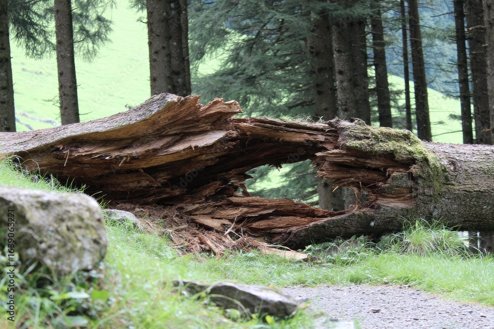 Broken tree trunk in a forest clearing Broken tree trunk in a forest clearing