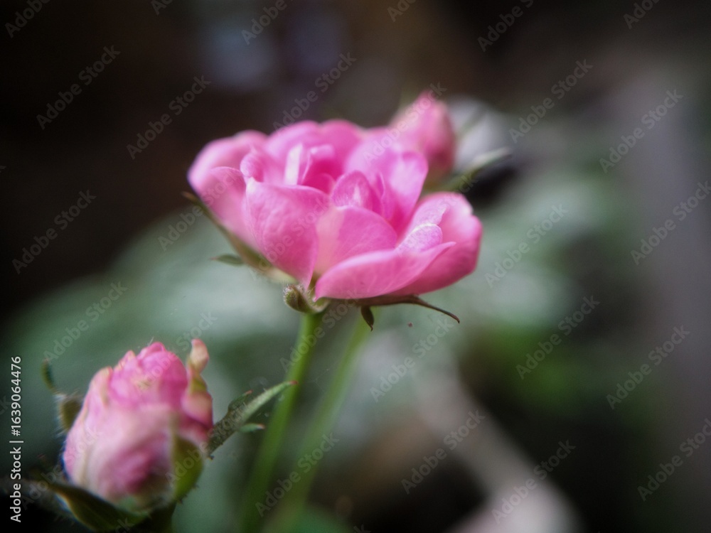 Close up of a blooming pink baby rose with soft petals captured in sharp focus against a dark blurred background highlighting its delicate beauty and natural elegance. Close up of a blooming pink baby rose with soft petals captured in sharp focus against a dark blurred background highlighting its delicate beauty and natural elegance.