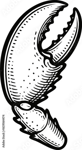 Detailed Black And White Illustration Of A Crab Claw Isolated On White Background
