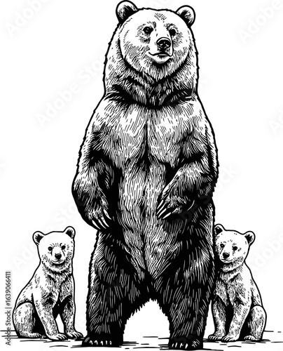 Monochrome Line Art Image Of A Bear With Two Cubs On White Background