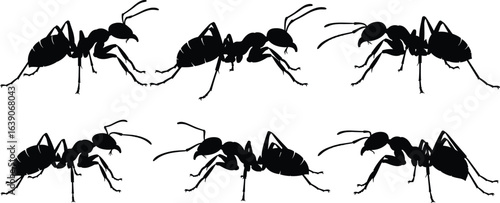 Ant silhouettes, six poses, insect anatomy, segmented body, leg movement, antennae detail, black figures, bug morphology, nature theme, educational design
