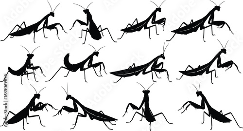 Praying mantis silhouettes, twelve poses, insect design, black shapes, white background, predator bug, mantis movement, nature theme, entomology art, mantis anatomy
