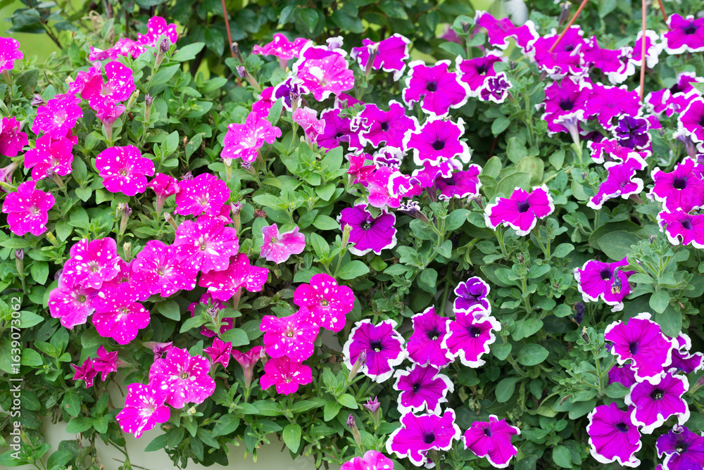 Fototapeta premium violet garden flowers closeup selective focus